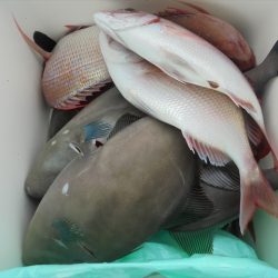 ＨＡＲＵＫＡ丸　はるかまる 釣果