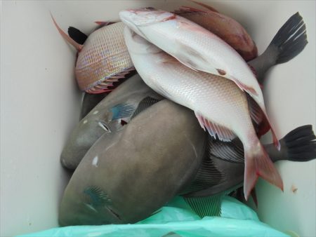 ＨＡＲＵＫＡ丸　はるかまる 釣果