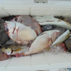 ＨＡＲＵＫＡ丸　はるかまる 釣果