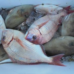 ＨＡＲＵＫＡ丸　はるかまる 釣果