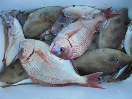 ＨＡＲＵＫＡ丸　はるかまる 釣果