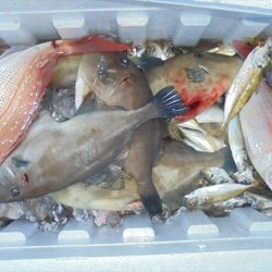 ＨＡＲＵＫＡ丸　はるかまる 釣果