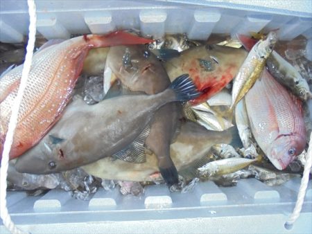 ＨＡＲＵＫＡ丸　はるかまる 釣果