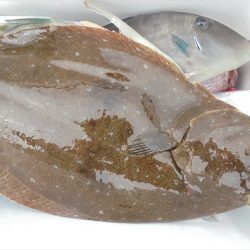 ＨＡＲＵＫＡ丸　はるかまる 釣果