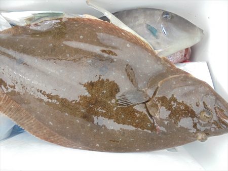 ＨＡＲＵＫＡ丸　はるかまる 釣果