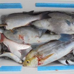 ＨＡＲＵＫＡ丸　はるかまる 釣果