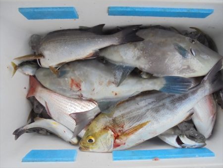 ＨＡＲＵＫＡ丸　はるかまる 釣果