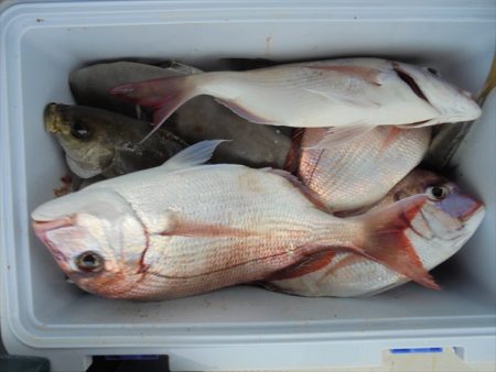 ＨＡＲＵＫＡ丸　はるかまる 釣果