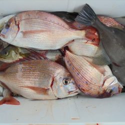 ＨＡＲＵＫＡ丸　はるかまる 釣果