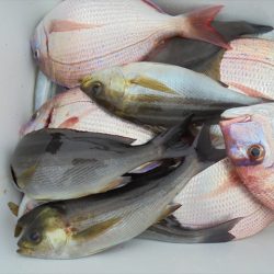 ＨＡＲＵＫＡ丸　はるかまる 釣果