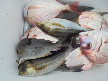 ＨＡＲＵＫＡ丸　はるかまる 釣果