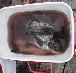 バラモン1号 釣果