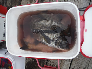 バラモン1号 釣果