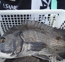 バラモン1号 釣果