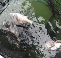 バラモン1号 釣果