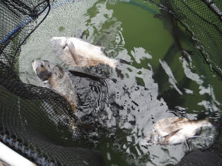 バラモン1号 釣果