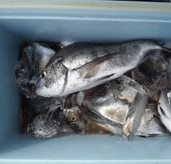 バラモン1号 釣果