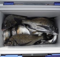 バラモン1号 釣果