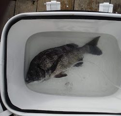 バラモン1号 釣果