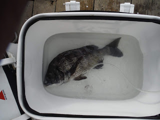 バラモン1号 釣果