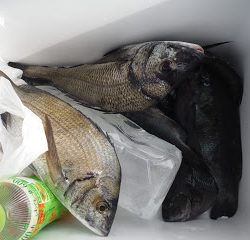 バラモン1号 釣果