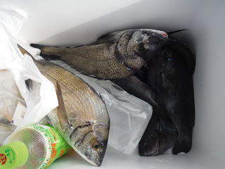 バラモン1号 釣果