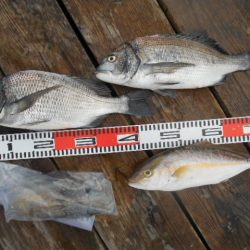 こかわ渡船　雅丸 釣果