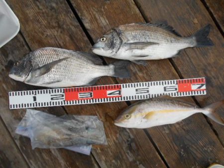 こかわ渡船　雅丸 釣果