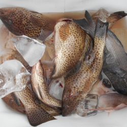 こかわ渡船　雅丸 釣果