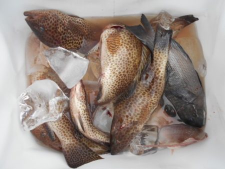 こかわ渡船　雅丸 釣果