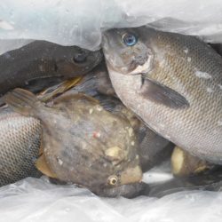 こかわ渡船　雅丸 釣果