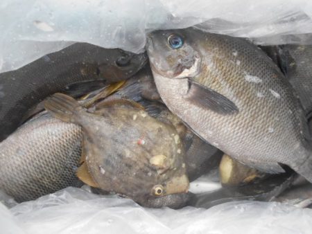 こかわ渡船　雅丸 釣果