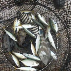 こかわ渡船　雅丸 釣果