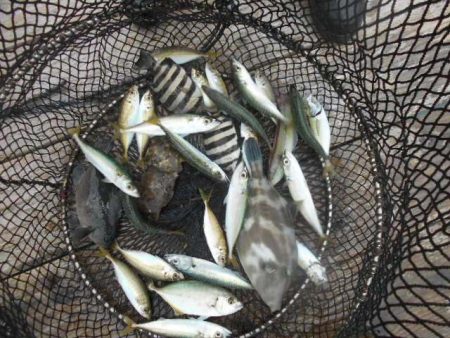 こかわ渡船　雅丸 釣果