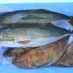 こかわ渡船　雅丸 釣果