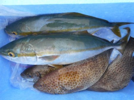 こかわ渡船　雅丸 釣果