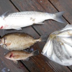 こかわ渡船　雅丸 釣果