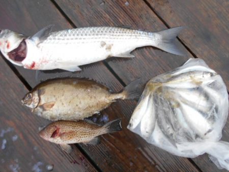 こかわ渡船　雅丸 釣果