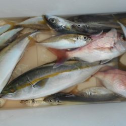 こかわ渡船 雅丸 釣果