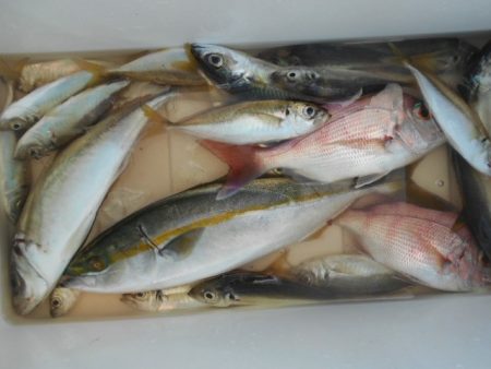 こかわ渡船　雅丸 釣果