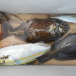 こかわ渡船 雅丸 釣果