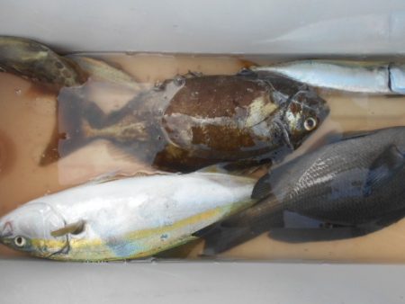 こかわ渡船 雅丸 釣果