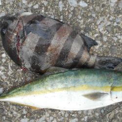 こかわ渡船　雅丸 釣果