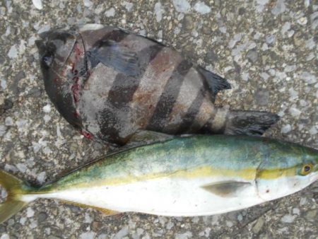 こかわ渡船　雅丸 釣果