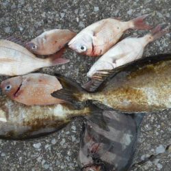 こかわ渡船　雅丸 釣果