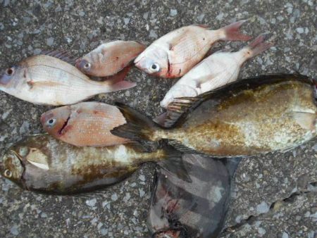 こかわ渡船　雅丸 釣果