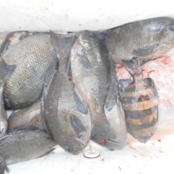 こかわ渡船　雅丸 釣果