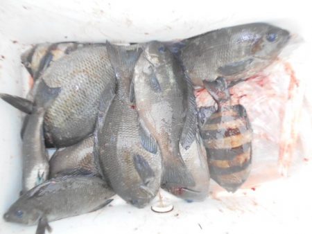 こかわ渡船　雅丸 釣果