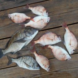 こかわ渡船　雅丸 釣果