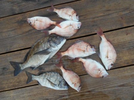 こかわ渡船　雅丸 釣果